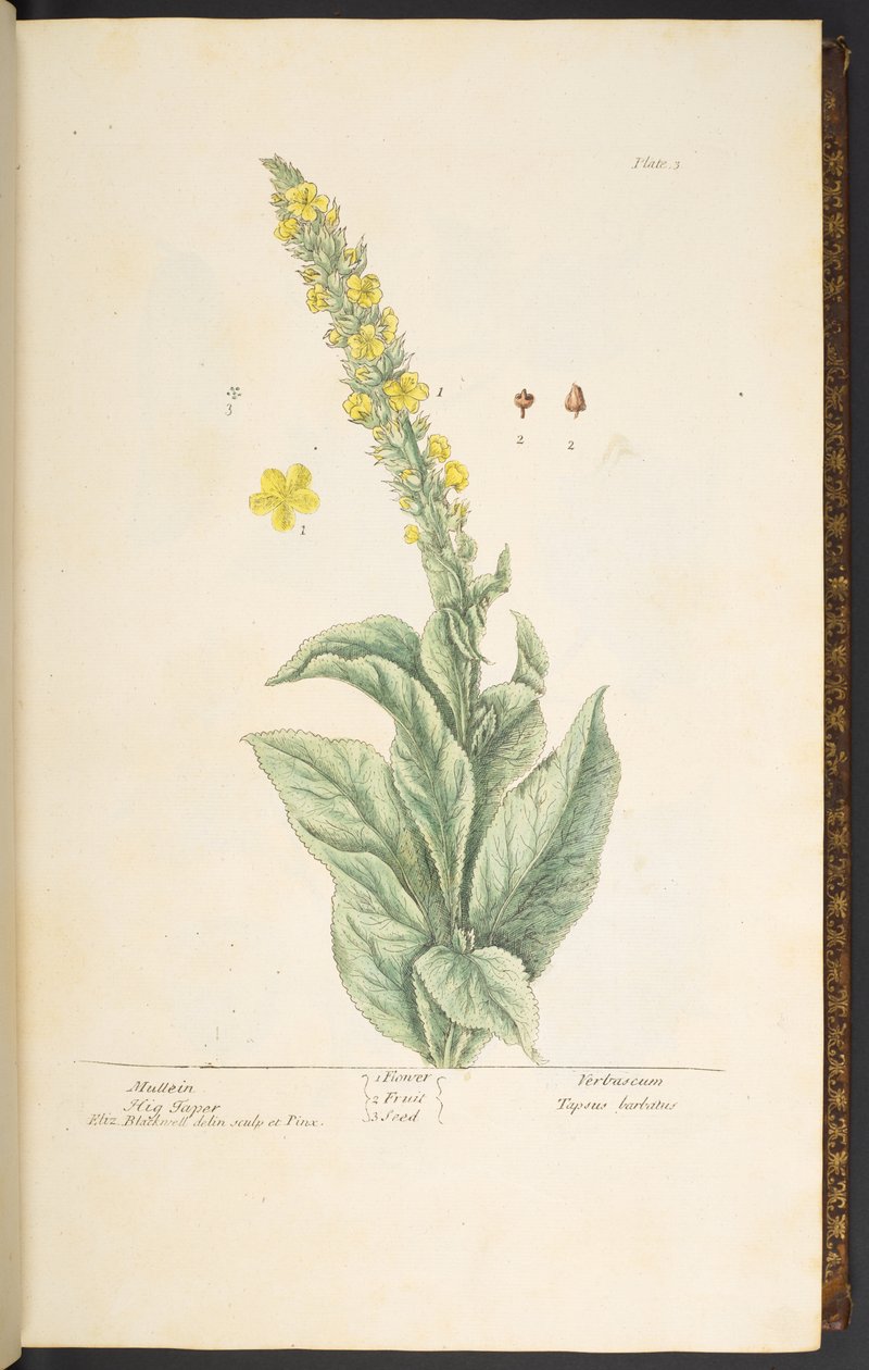 Plaka 3, Mullein, 