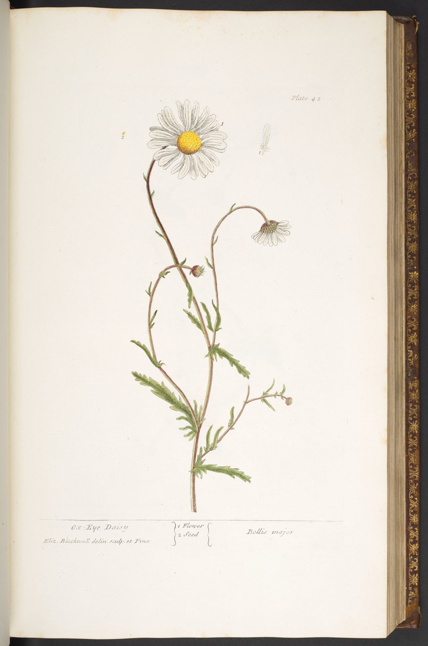 Plaka 42, Ox-Eye Daisy, 