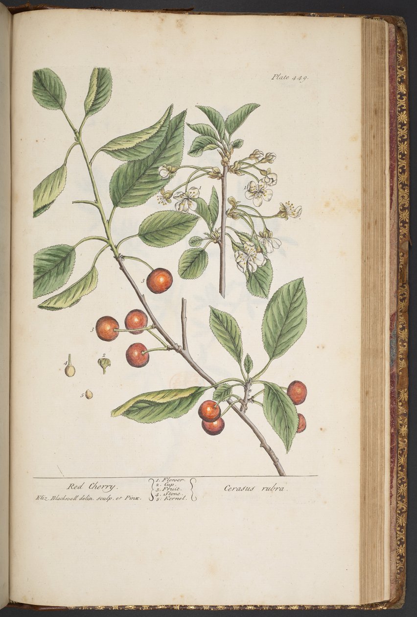"Meraklı Bir Bitki"den 449 numaralı plaka by Elizabeth Blackwell