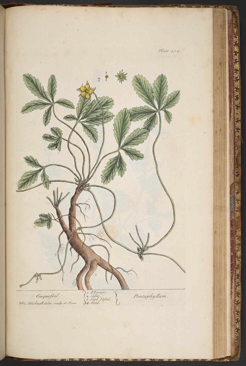 Levha 454, Cinquefoil, 