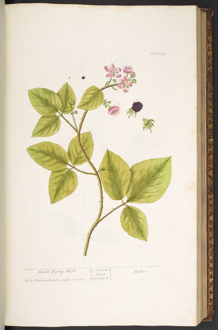 Plaka 45, Black Berry Bush, 