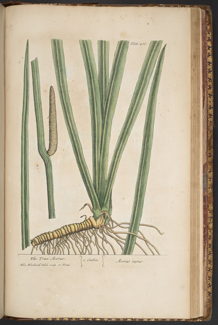 Plaka 466, "Meraklı Bir Bitki"den by Elizabeth Blackwell