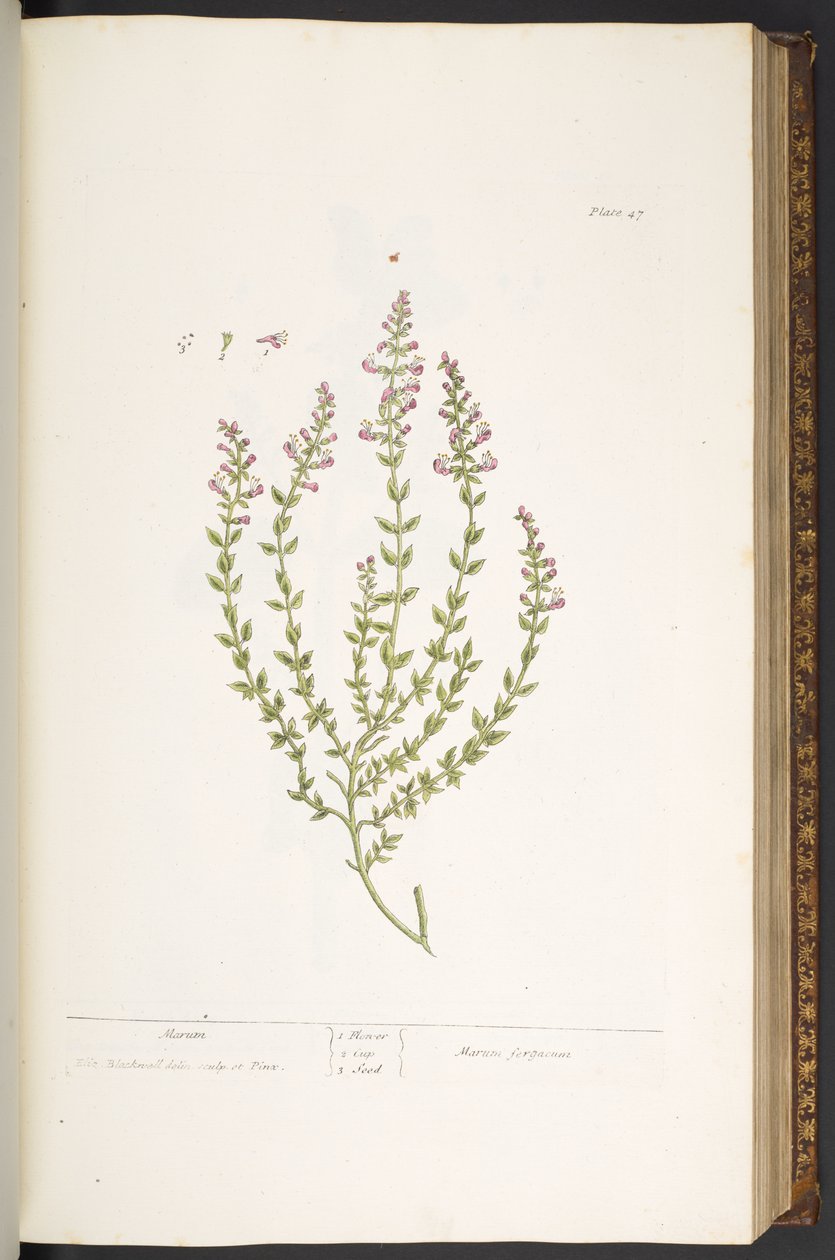 Levha 47, Marum, 