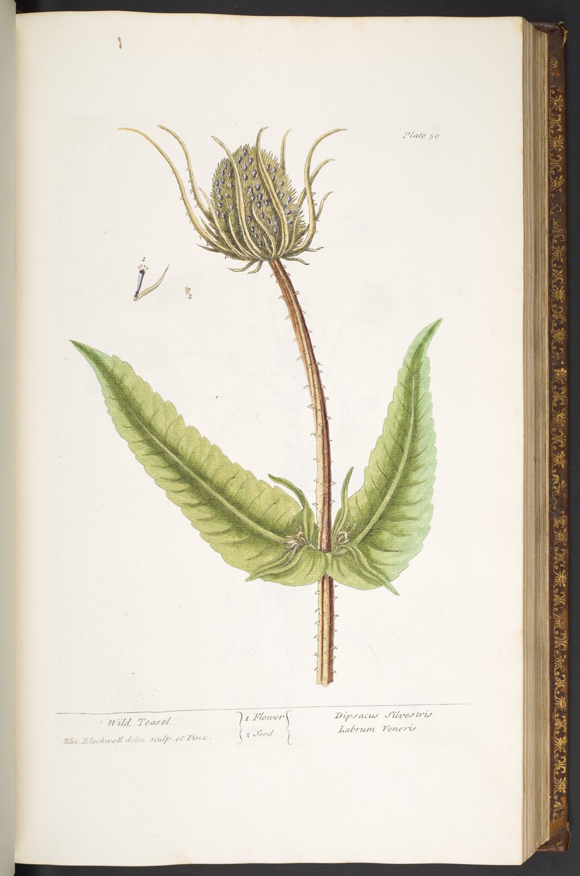 Plaka 50, Yabani Teasel, 