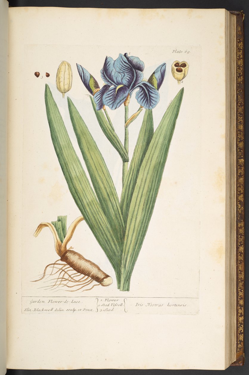 Plaka 69, Garden Flower-de-Luce, 