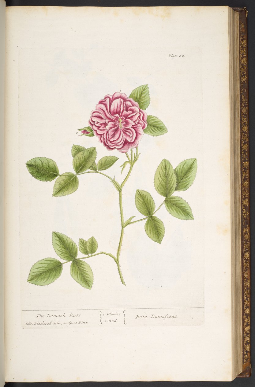 Levha 82, Damask Rose, 