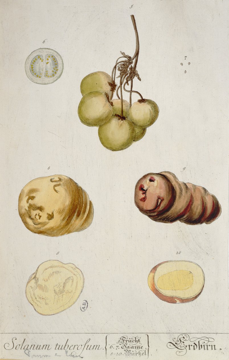 Patates Yumruları, Nürnberg 1757