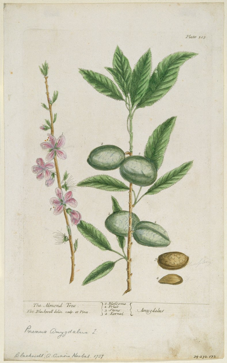 tatlı badem Tatlı Badem, 1737 by Elizabeth Blackwell
