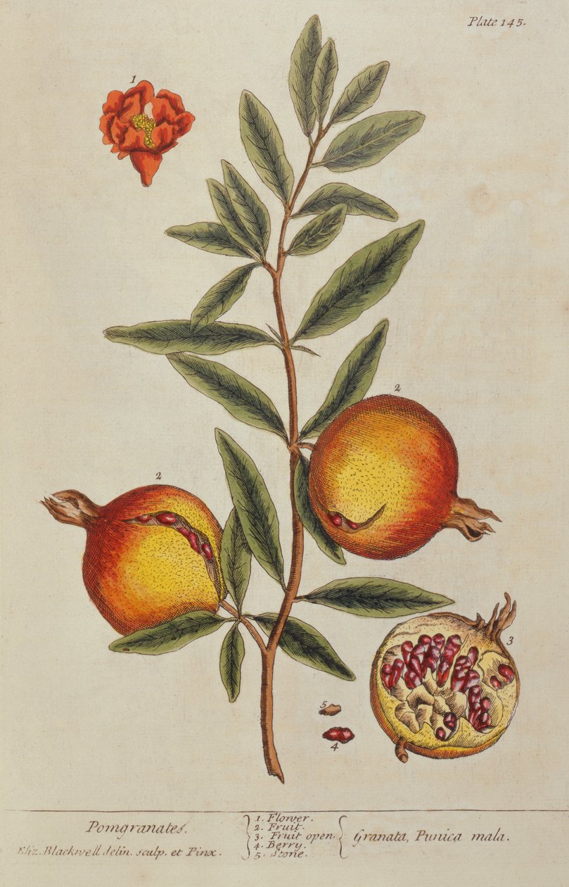Punica granatum, A Curious Herbal