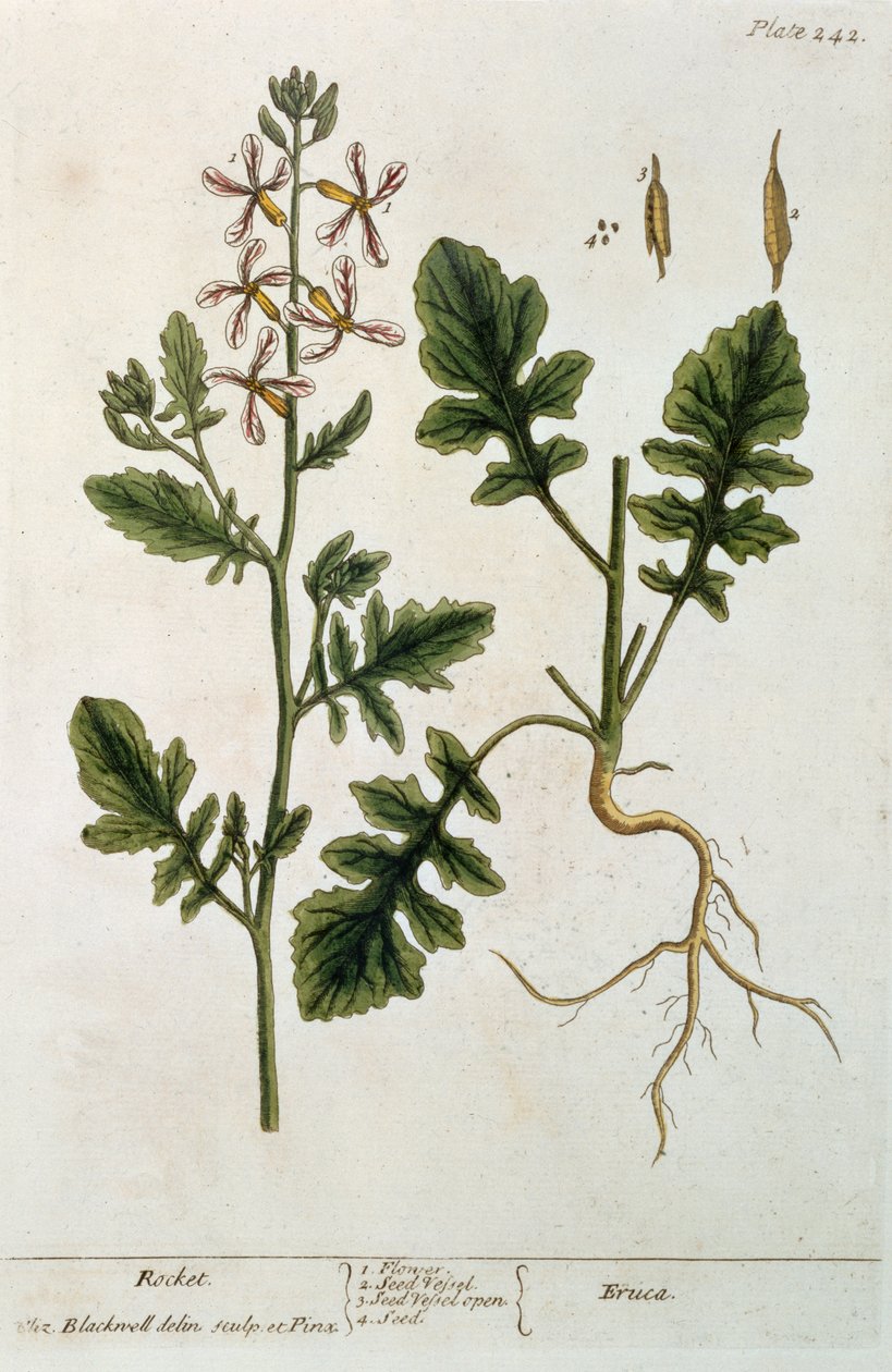 Roket, 'A Curious Herbal'dan levha 242, 1782'de yayınlandı (renkli gravür) by Elizabeth Blackwell