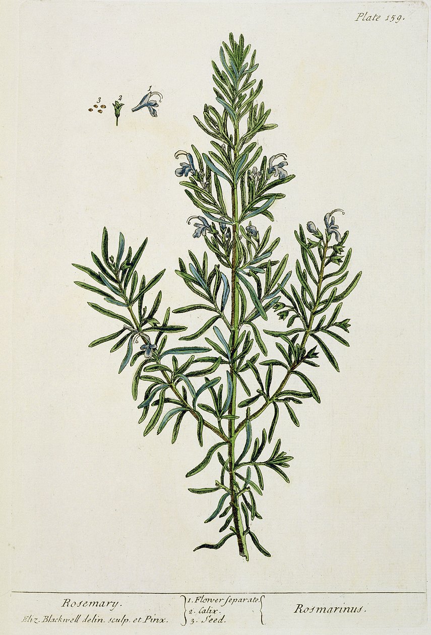 Rosmarinus Officinalis, 'A Curious Herbal'dan, 1782 (renkli gravür) by Elizabeth Blackwell
