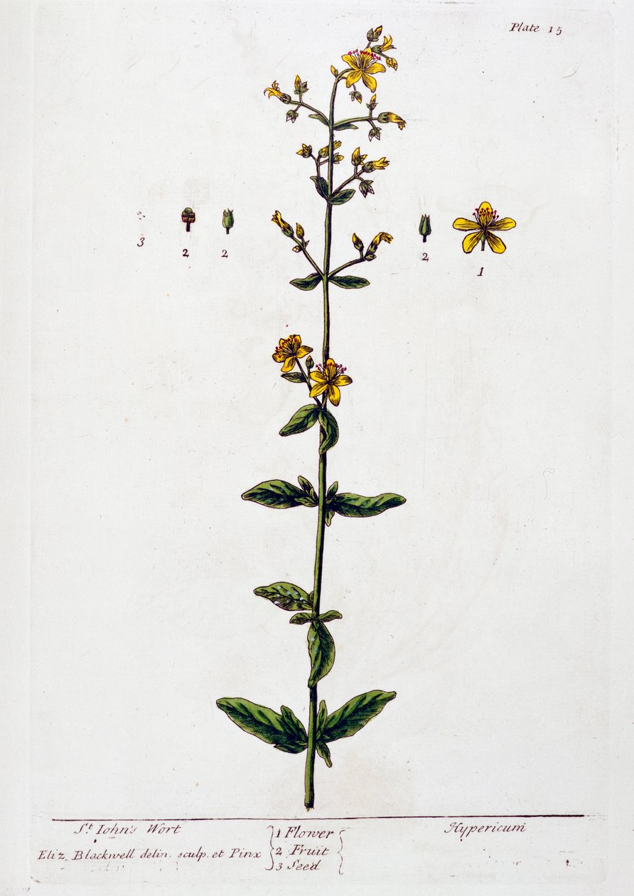 Sarı kantaron, 1782 by Elizabeth Blackwell