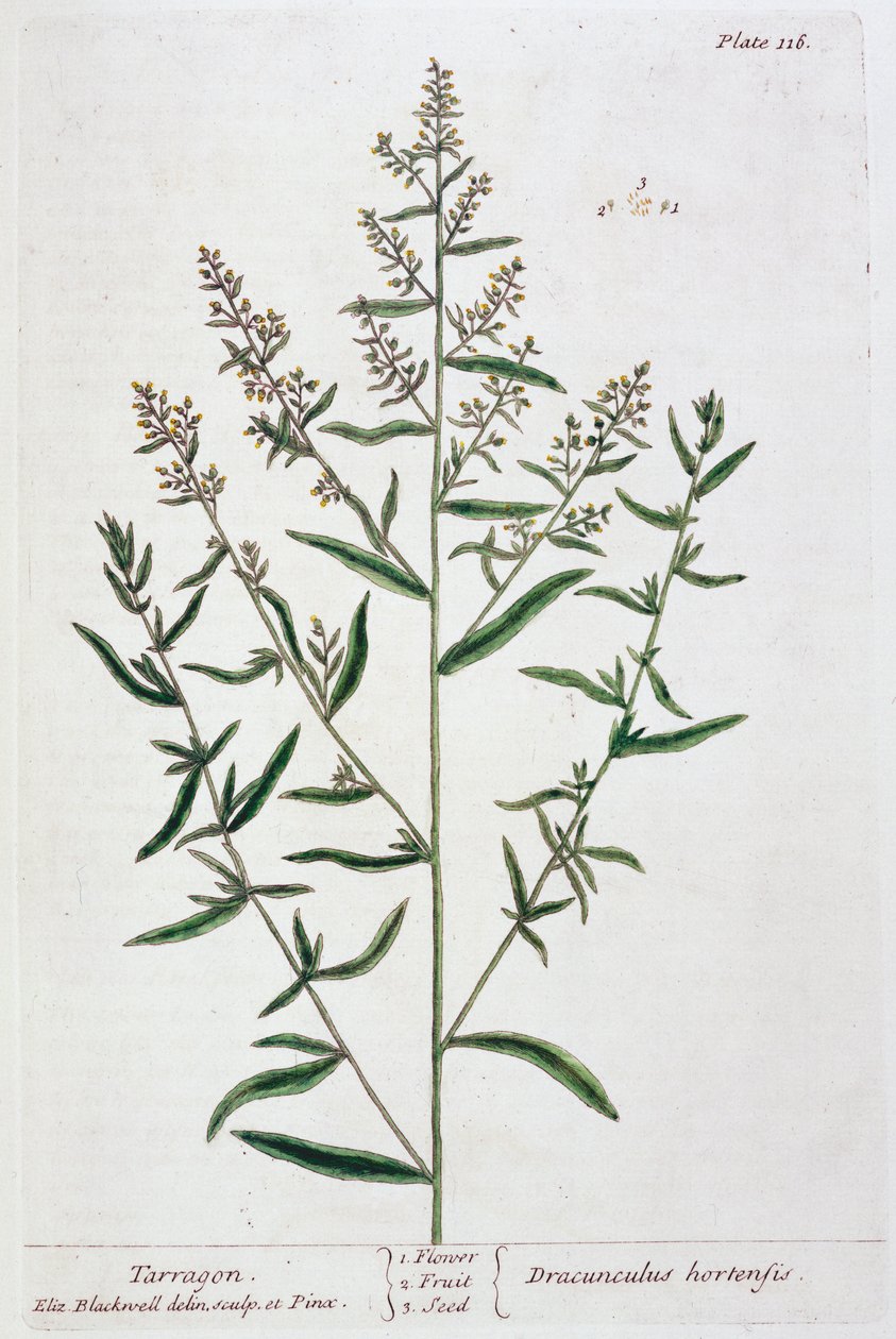 Tarhun, 1782 by Elizabeth Blackwell