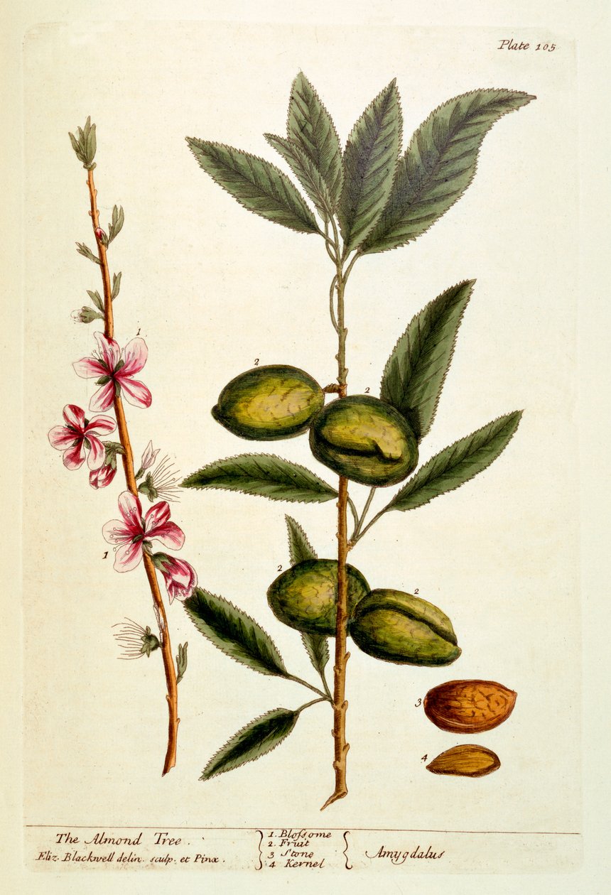ಆಲ್ಮಂಡ್ ಟ್ರೀ, ಪ್ಲೇಟ್ 105 ರಿಂದ 