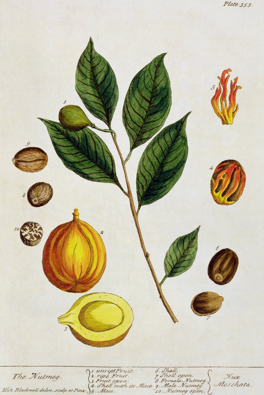 Nutmeg, 