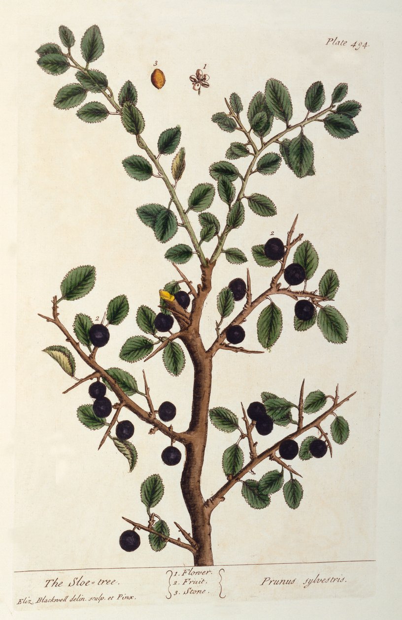 Sloe Ağacı, 'The Curious Herbal'dan 494 numaralı plaka, 1782'de yayınlandı (renkli gravür) by Elizabeth Blackwell