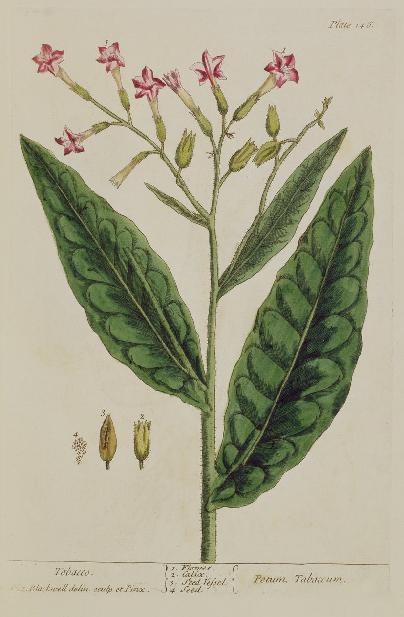 Tütün, levha 146, 