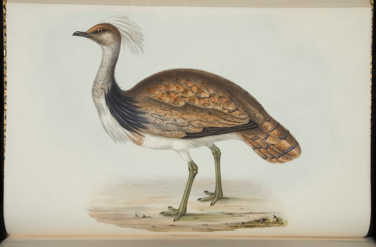 Bustard, John Gould