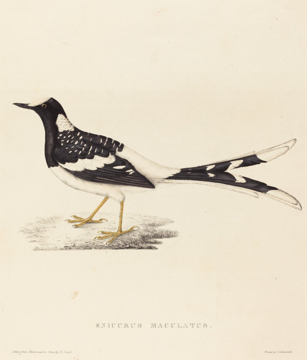 Enicurus Maculatus (Benekli Çatal Kuyruklu) by Elizabeth Gould