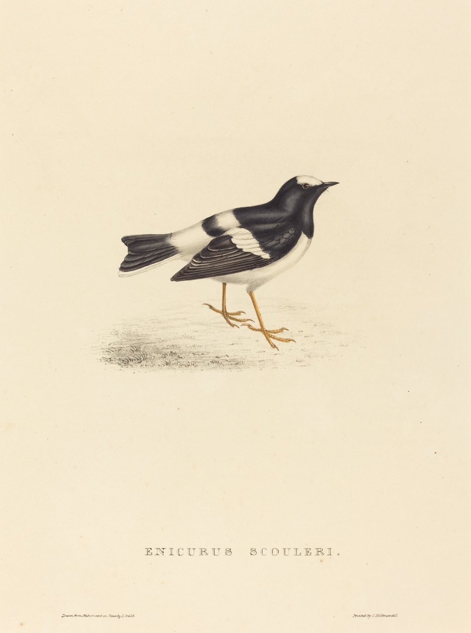 Enicurus Scouleri (Küçük Çatal Kuyruklu) by Elizabeth Gould
