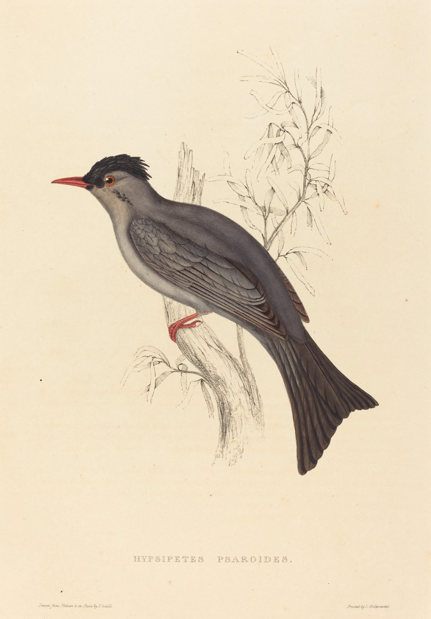 Hypsipetes Psaroides (Siyah Bülbül) by Elizabeth Gould