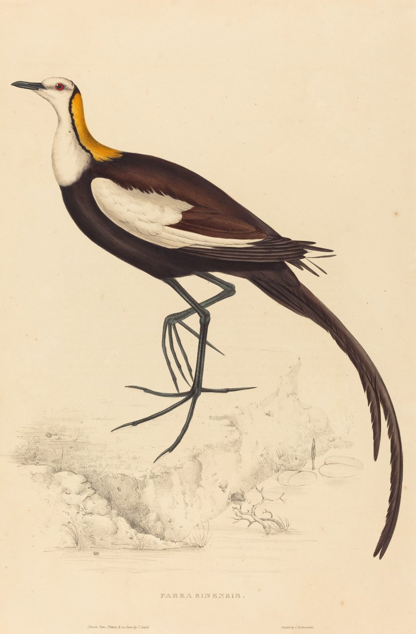 Parra Sinensis (Sülün Kuyruklu Jacana) by Elizabeth Gould