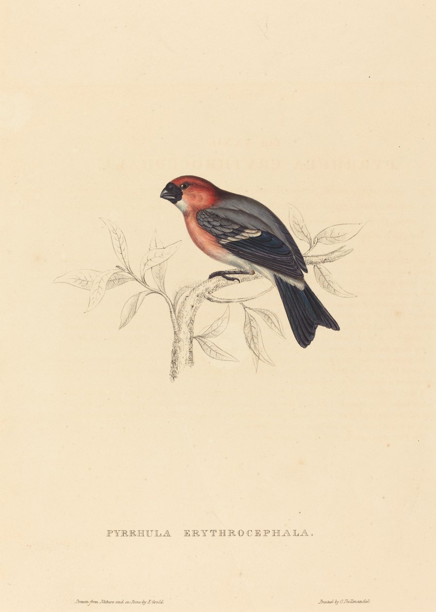 Pyrrhula Erythrocephala (Kızıl Başlı Şakrak Kuşu) by Elizabeth Gould