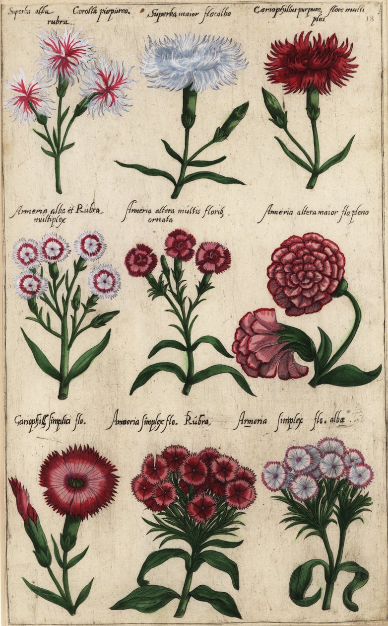 Farklı karanfil çeşitleri, Dianthus caryophyllus by Emanuel Sweert
