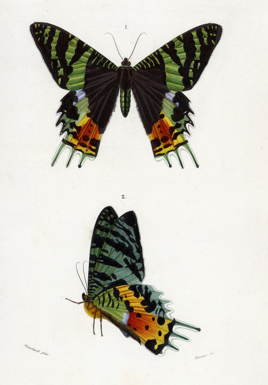 Urania Riphaeus, 1869 (hand-coloured engraving) by Emile Theophile Blanchard
