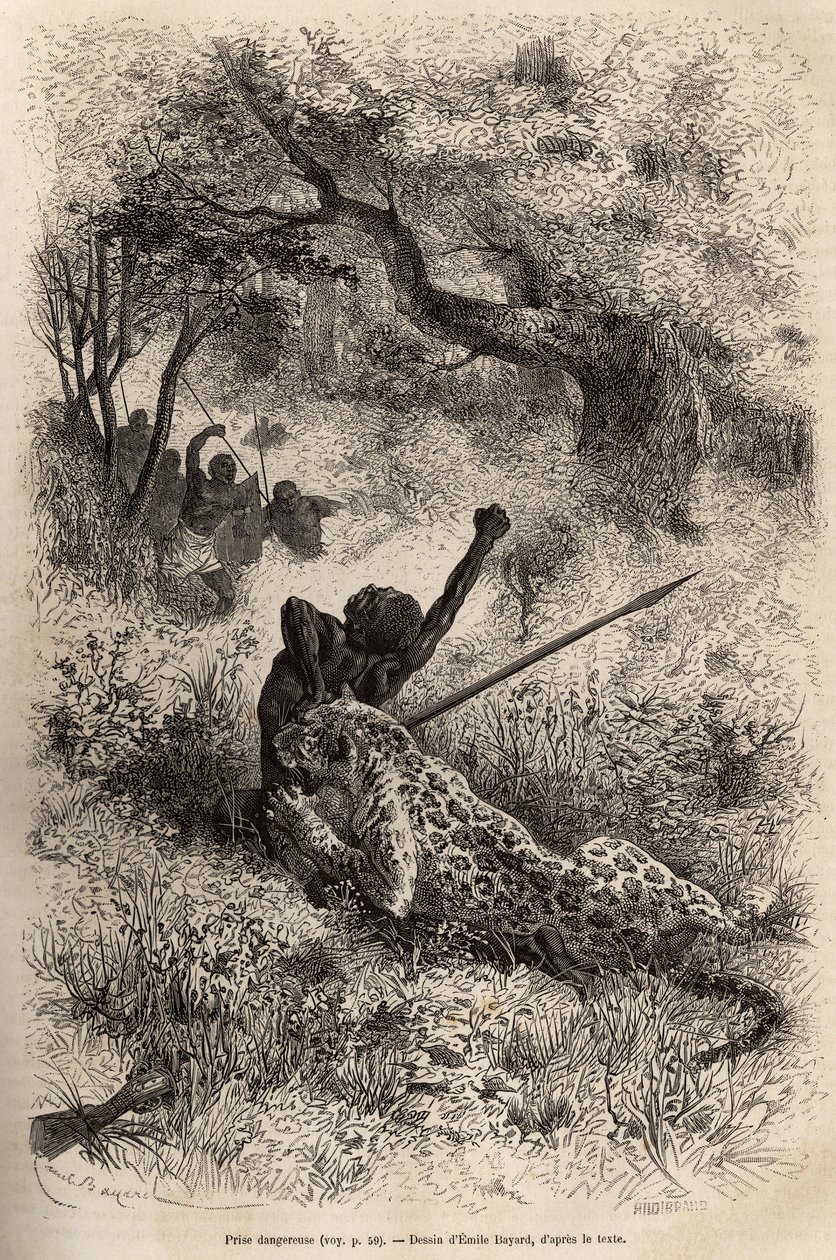 Bambare (Kongo) yakınlarında bir leopar bir adamın üzerine atlar ve acımasızca sırtından ısırır, Emile Bayard