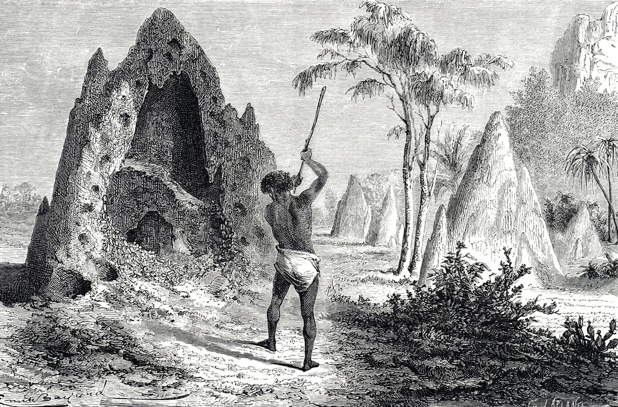 Beyaz Karıncaların Ağları, Termitler (gravür) by Emile Antoine Bayard