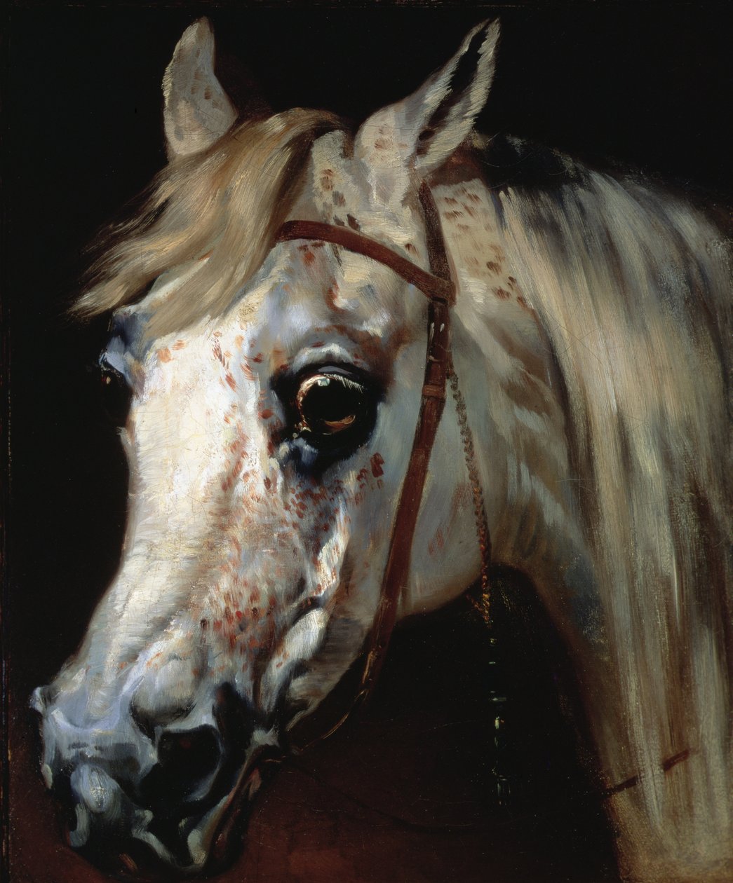 Arap atı başı, 1840-50 dolayları (tuval üzerine yağlı boya) by Emile Jean Horace Vernet