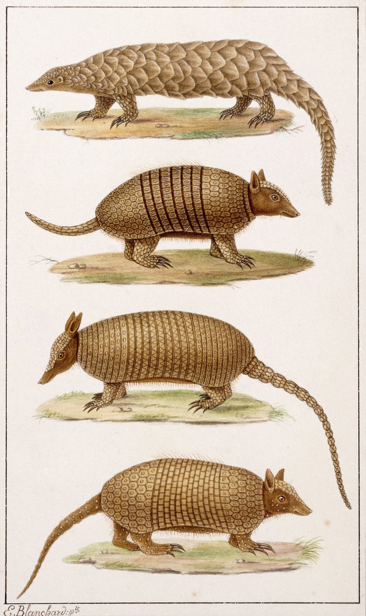 Dev Karıncayiyen ve Üç Çeşit Armadillo by Emile Theophile Blanchard