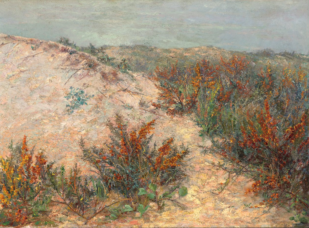 Knokke yakınlarındaki deniz topalak tepeleri by Emilie Mediz Pelikan