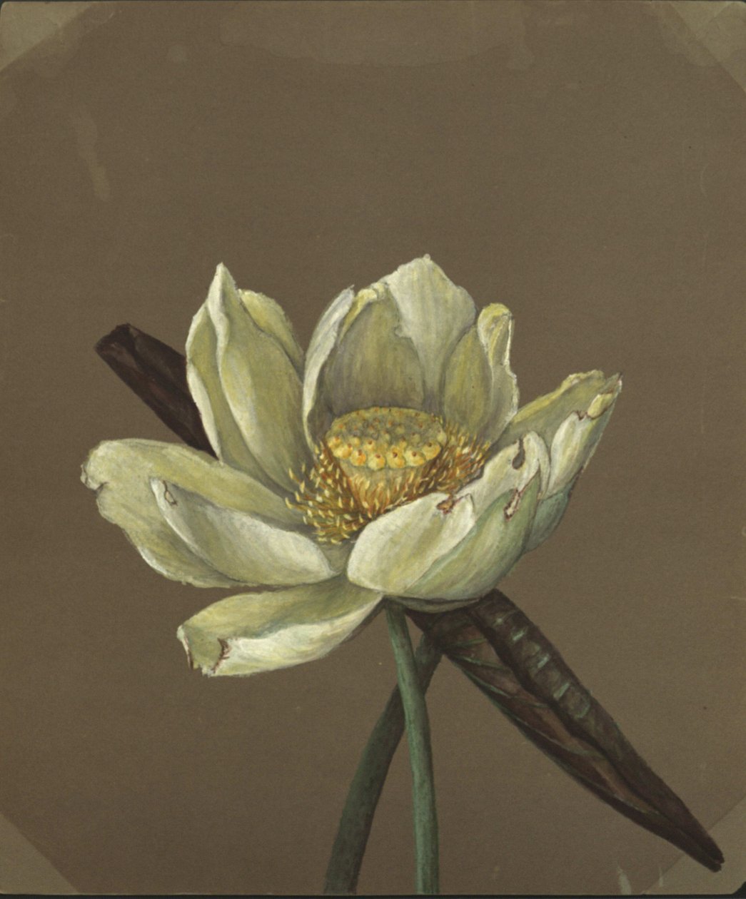 Nelumbo Büyük Sarı by Emma Roberts