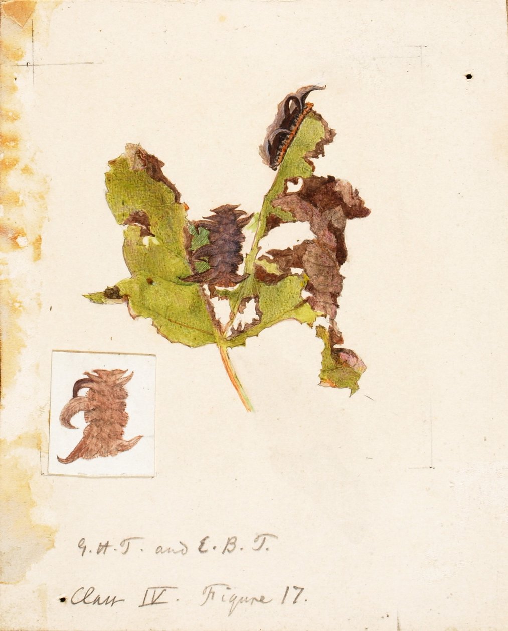 by Emma Beach Thayer