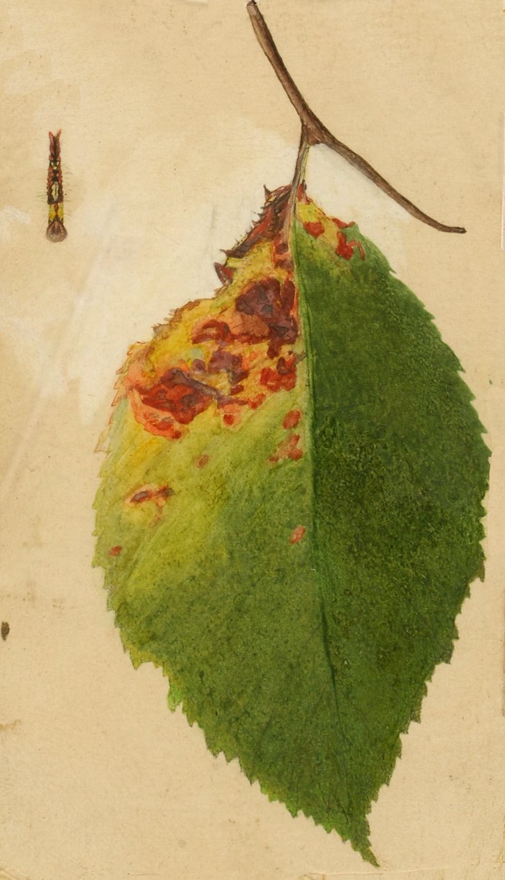 Tırtılı Taklit Eden Buruşuk ve Solmuş Yaprak Kenarı..., 19. yüzyılın sonu - 20. yüzyılın başı. by Emma Beach Thayer
