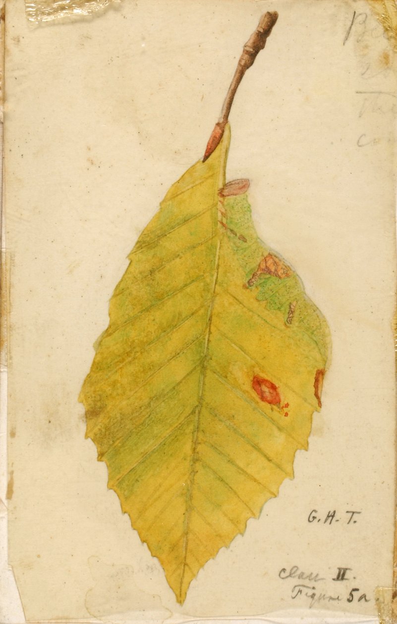 Tırtılı Taklit Eden Buruşuk ve Solmuş Yaprak Kenarı..., 19. yüzyılın sonu - 20. yüzyılın başı. by Emma Beach Thayer