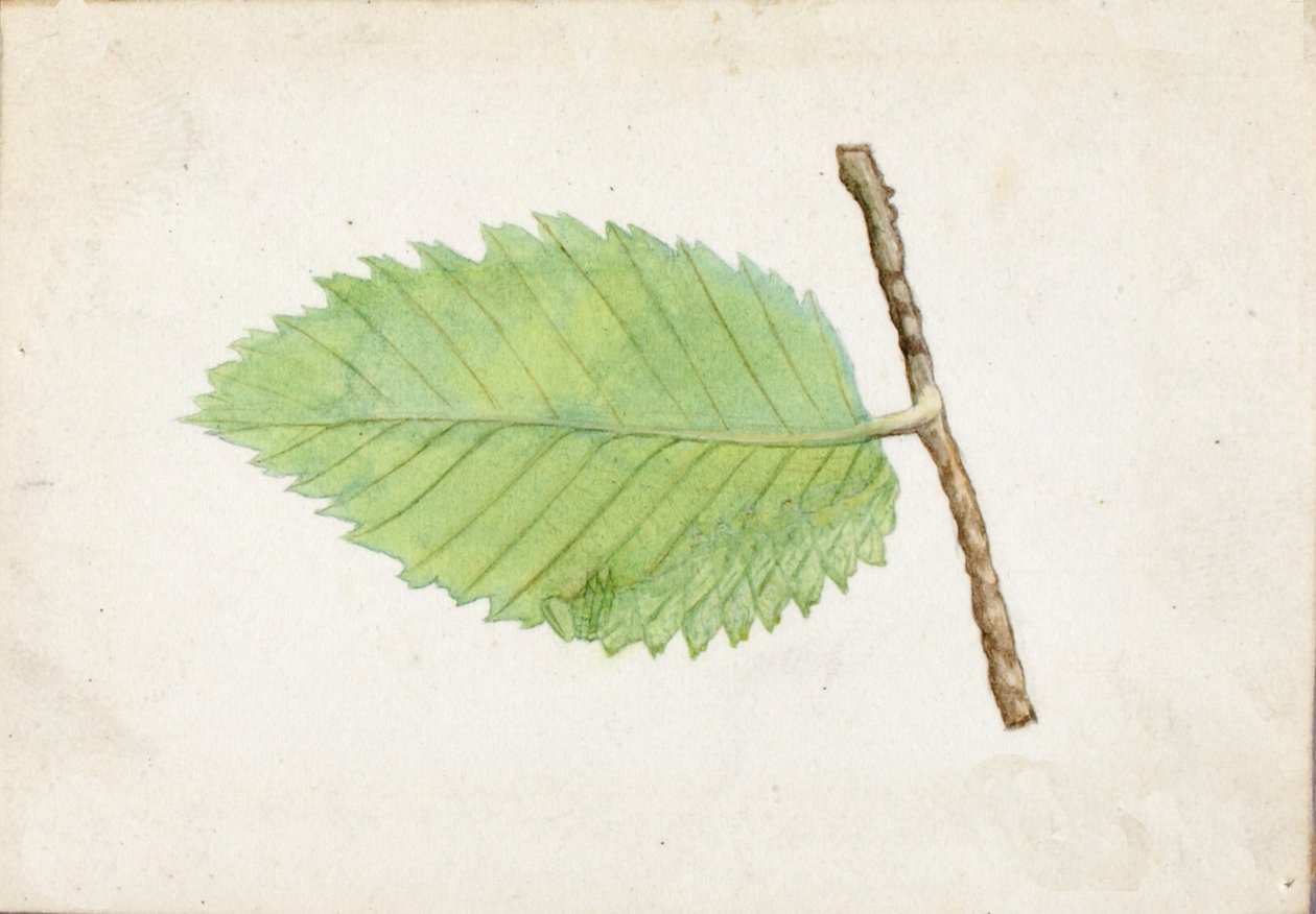 Pürüzlü Yaprak Kenarlı Tırtıl..., 19. yüzyılın sonu - 20. yüzyılın başı. by Emma Beach Thayer