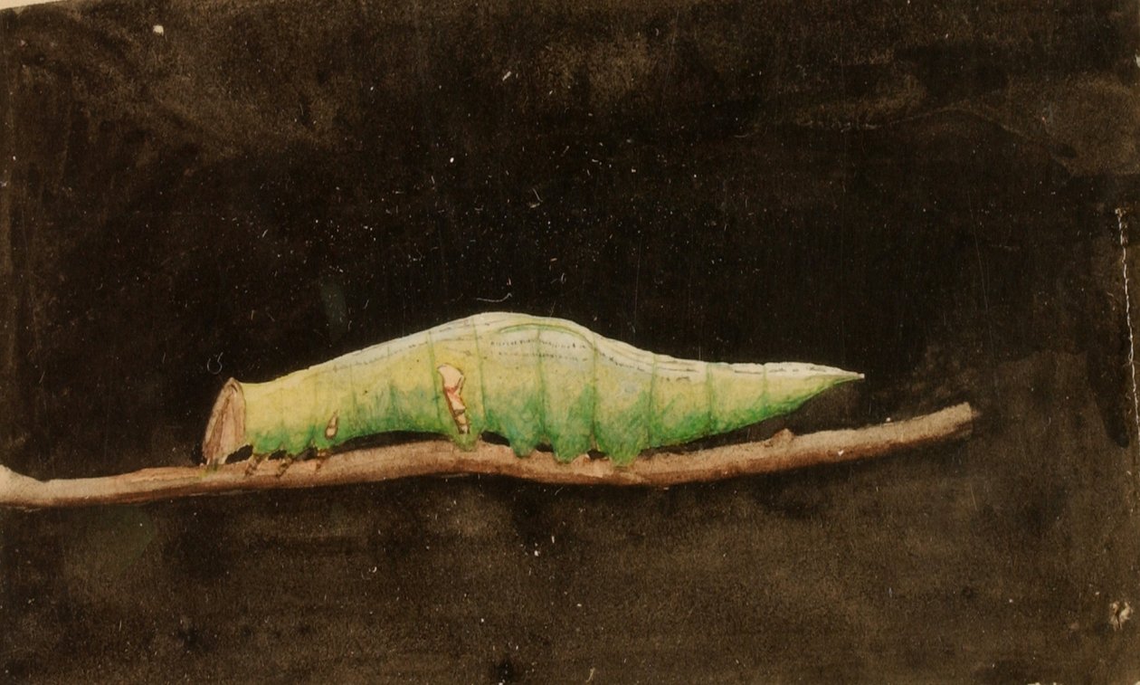 Daha Büyük Benekli Sahil Yaprak Kenarı Tırtılı..., 19. yüzyılın sonu - 20. yüzyılın başı. by Emma Beach Thayer