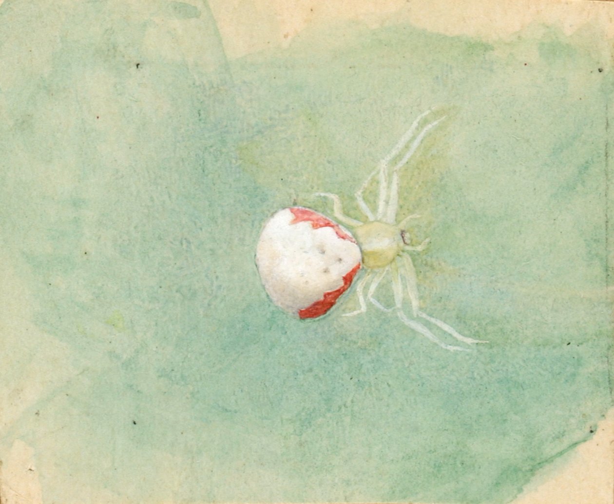Porselen-Beyaz Örümcek, 19. yüzyılın sonları ve 20. yüzyılın başlarında. by Emma Beach Thayer