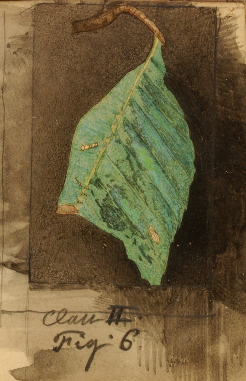 Daha Küçük Benekli Sahil Yaprak Kenarı Tırtılı..., 19. yüzyılın sonları - 20. yüzyılın başlarında. by Emma Beach Thayer