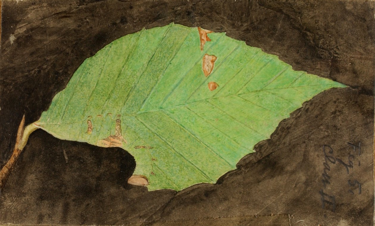 Daha Küçük Benekli Sahil Yaprak Kenarı Tırtılı..., 19. yüzyılın sonları - 20. yüzyılın başlarında. by Emma Beach Thayer