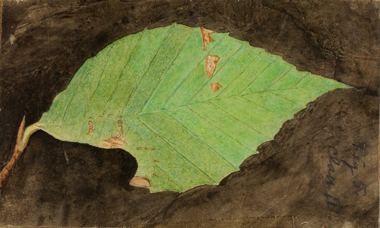 by Emma Beach Thayer