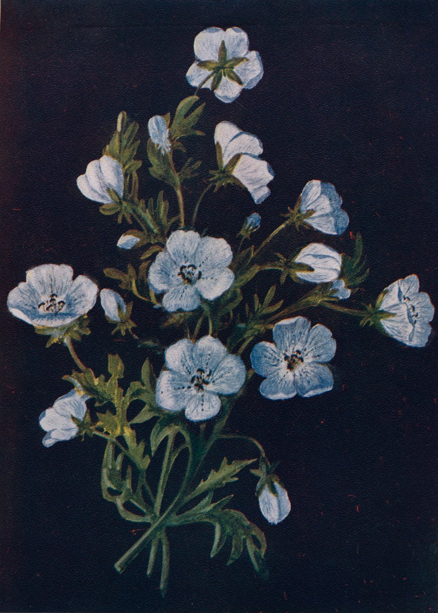 Bebek-Mavi-Gözler, c1915, 1915 by Emma Graham Clock