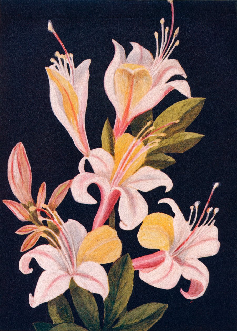 Kaliforniya Açelya, c1915, 1915 by Emma Graham Clock