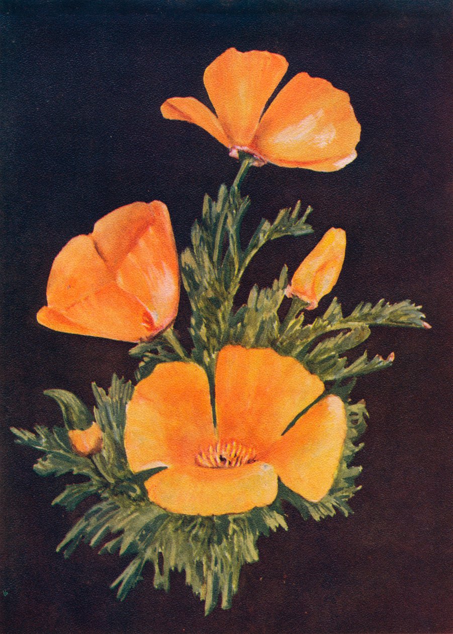 California Poppy, c1915, 1915 by Emma Graham Clock