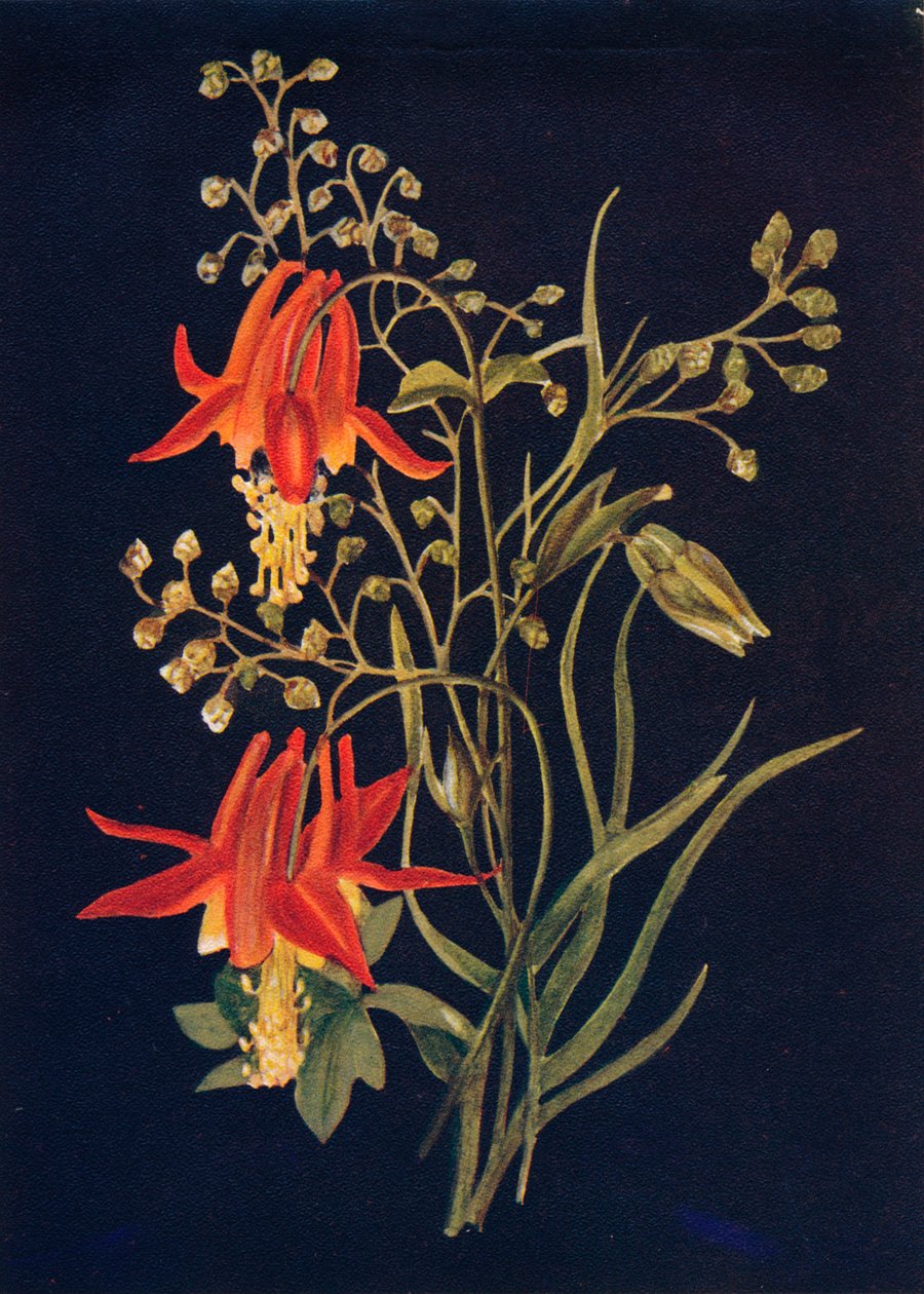 Columbine, c1915, 1915 by Emma Graham Clock