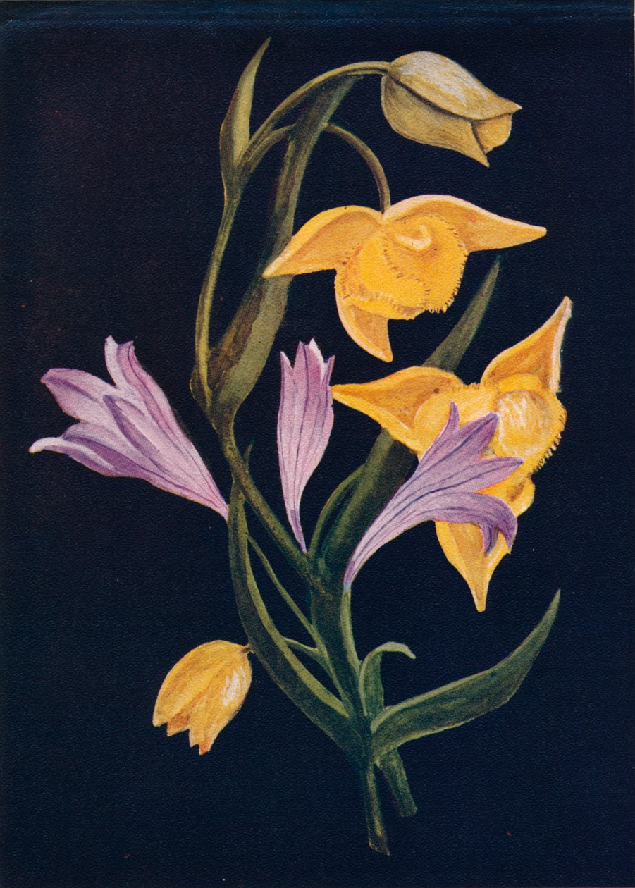 Diogenes Fener ve Hasat Brodiaea, c1915, 1915 by Emma Graham Clock