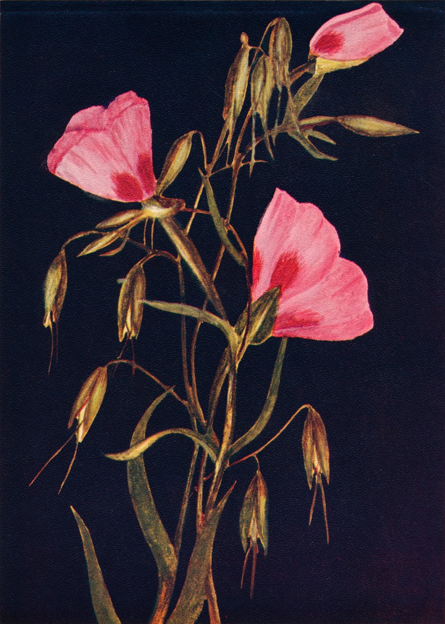 Bahara Veda, c1915, 1915 by Emma Graham Clock